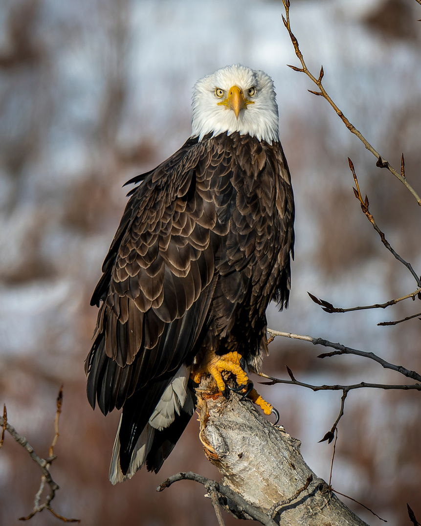 Front Facing American Bald Eagle