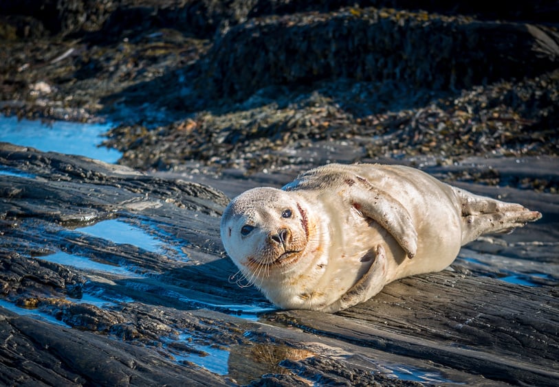 Harbor Seal at Dyer Point Maine